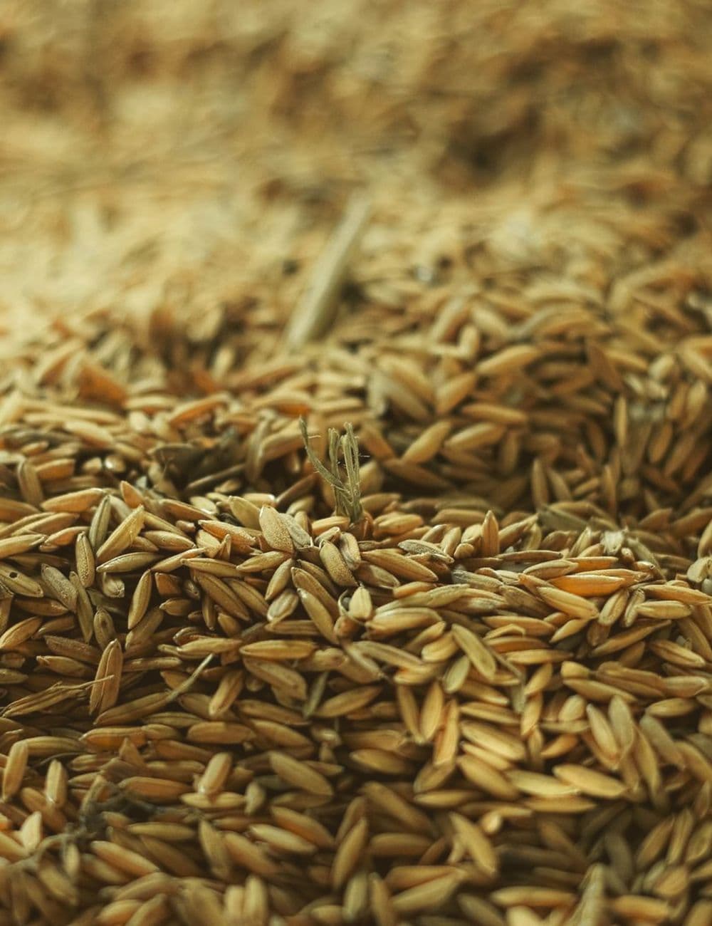 Loose grain in close detail